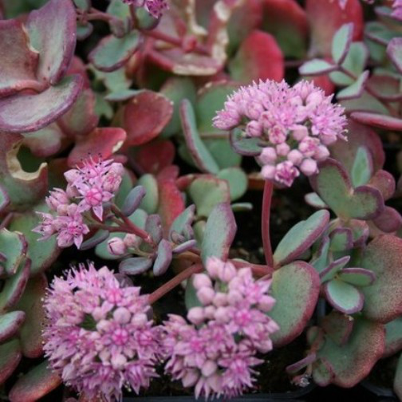 Sedum Sieboldii - View 9 from www redcrocus com