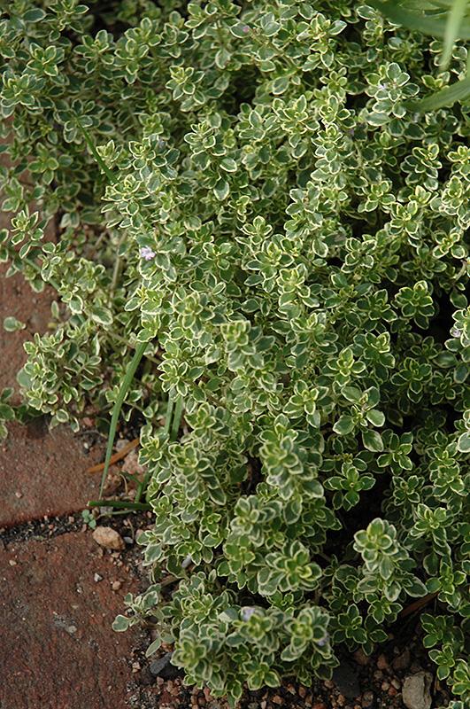 Thyme Golden Lemon - View 10 from www redcrocus com