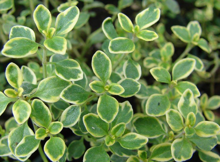 Thyme Golden Lemon - View 12 from www redcrocus com