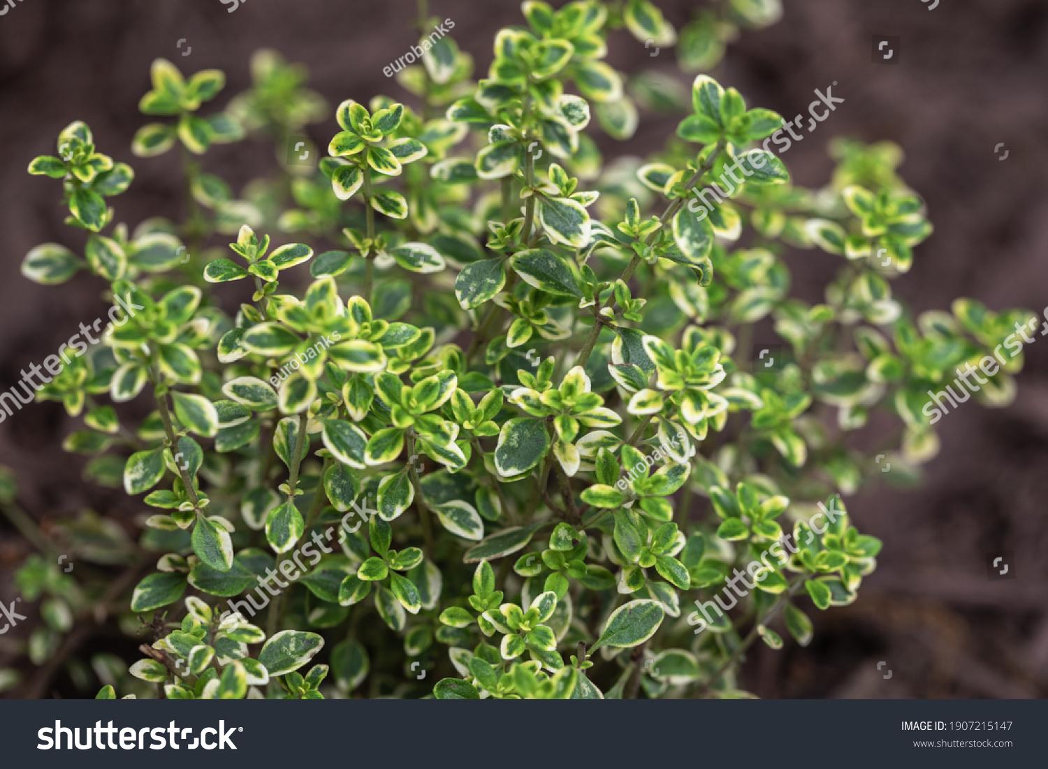 Thyme Golden Lemon - View 16 from www redcrocus com