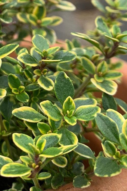 Thyme Golden Lemon - View 1 from www redcrocus com