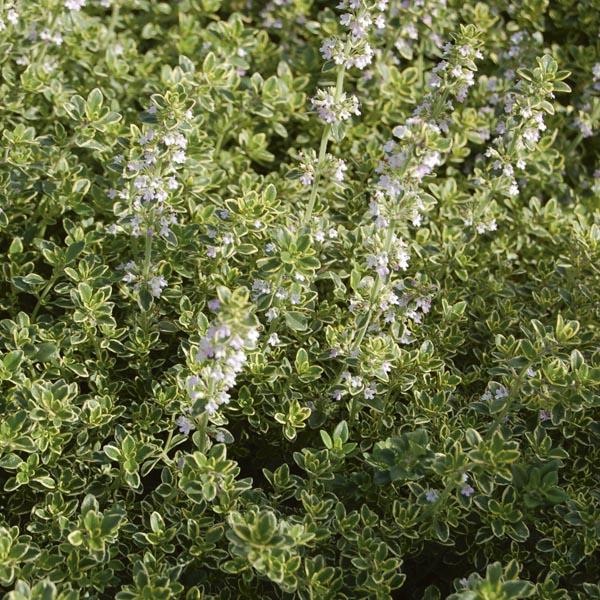 Thyme Golden Lemon - View 2 from www redcrocus com