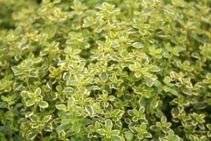 Thyme Golden Lemon - View 3 from www redcrocus com
