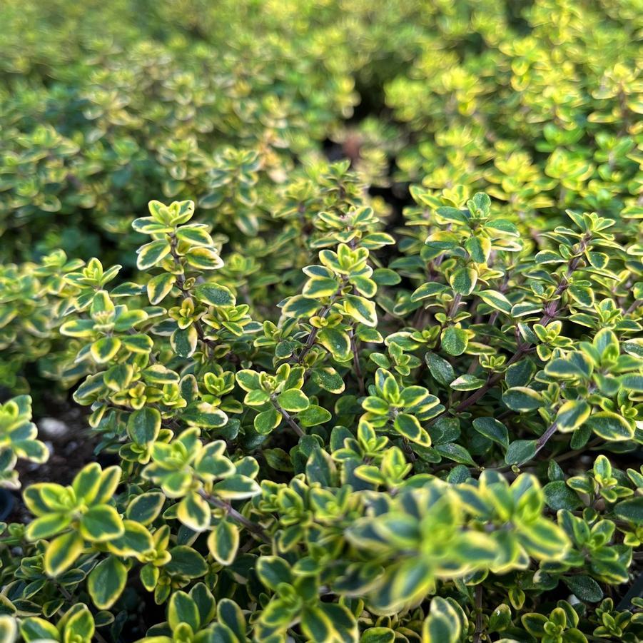 Thyme Golden Lemon - View 6 from www redcrocus com