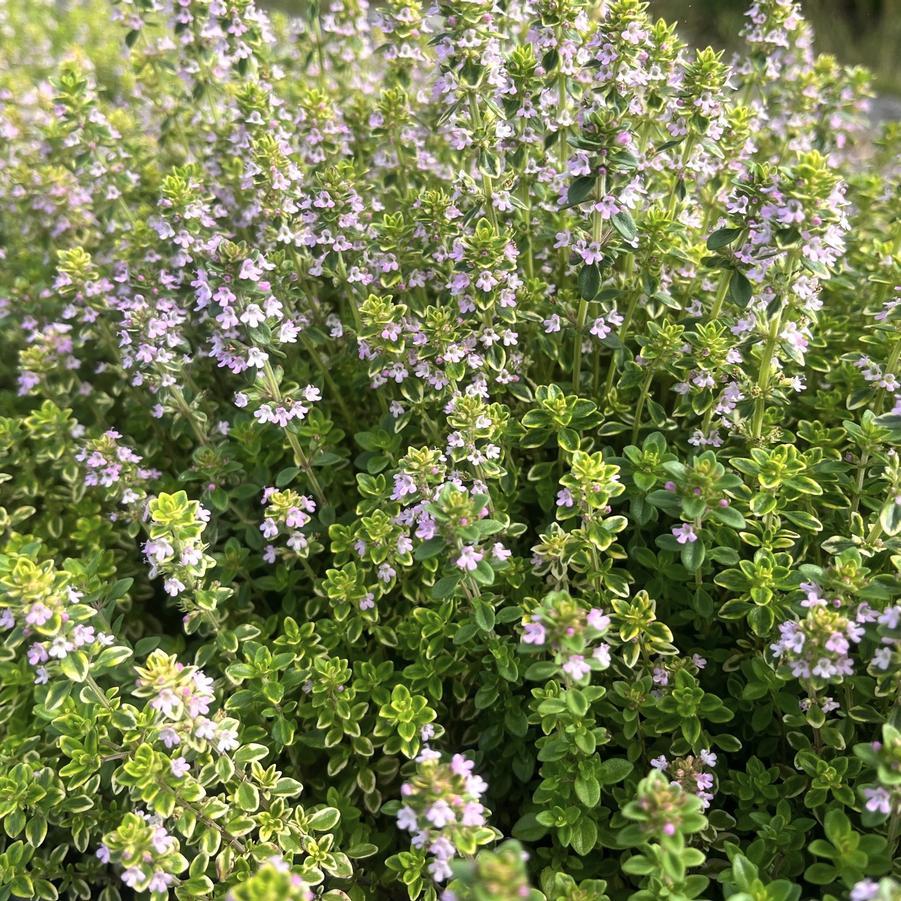 Thyme Golden Lemon - View 7 from www redcrocus com