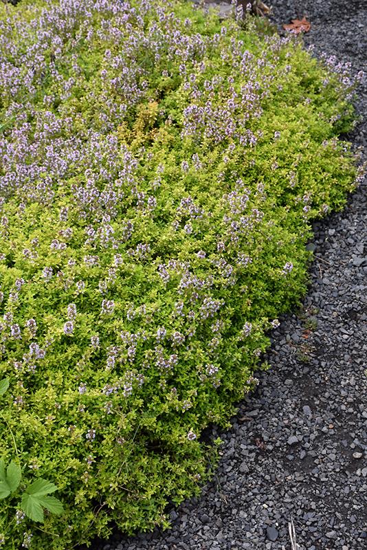 Thyme Golden Lemon - View 8 from www redcrocus com