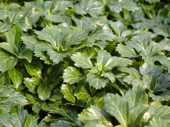 Pachysandra Terminalis 'green Sheen' - View 10 from www redcrocus com