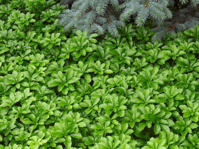 Pachysandra Terminalis 'green Sheen' - View 12 from www redcrocus com