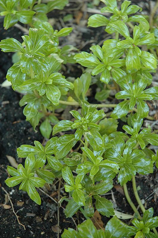 Pachysandra Terminalis 'green Sheen' - View 13 from www redcrocus com