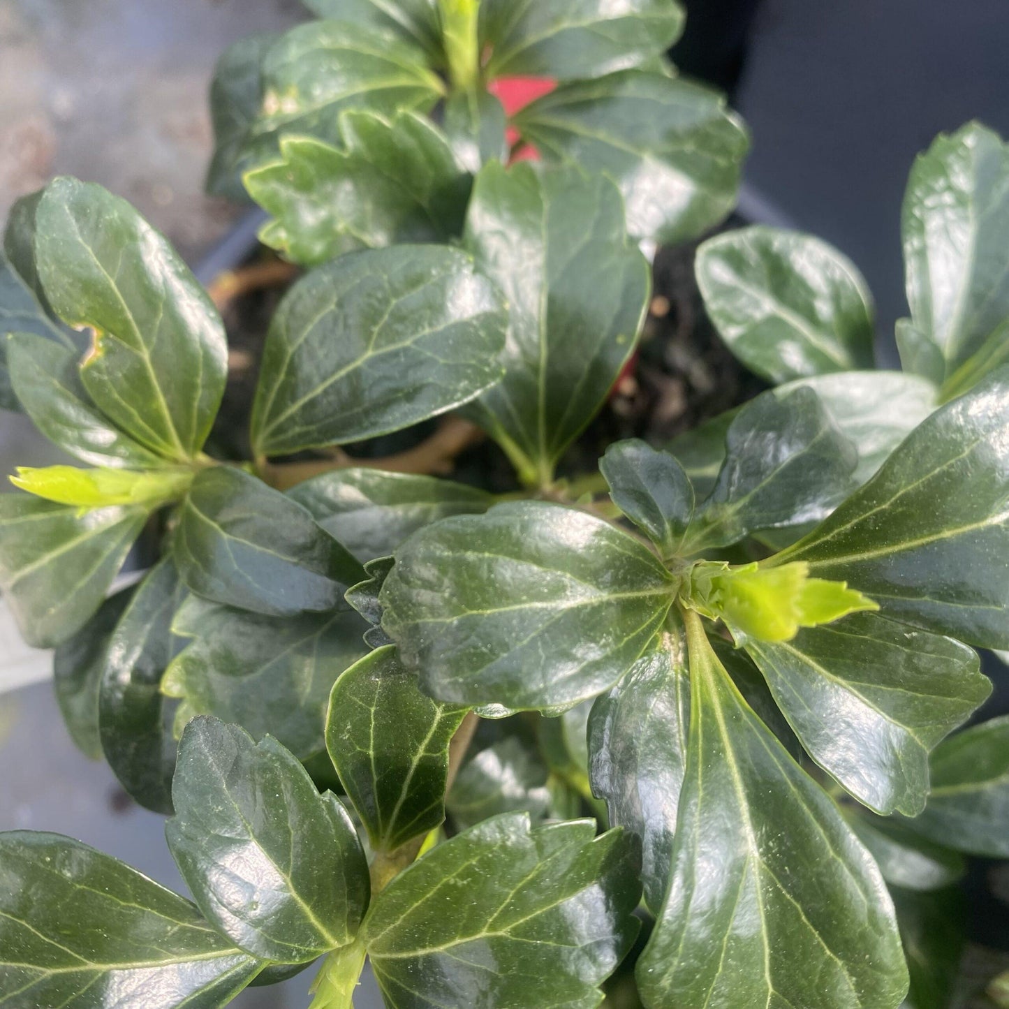 Pachysandra Terminalis 'green Sheen' - View 14 from www redcrocus com