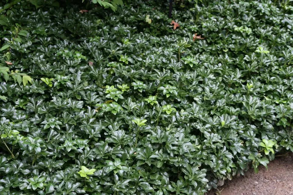 Pachysandra Terminalis 'green Sheen' - View 15 from www redcrocus com