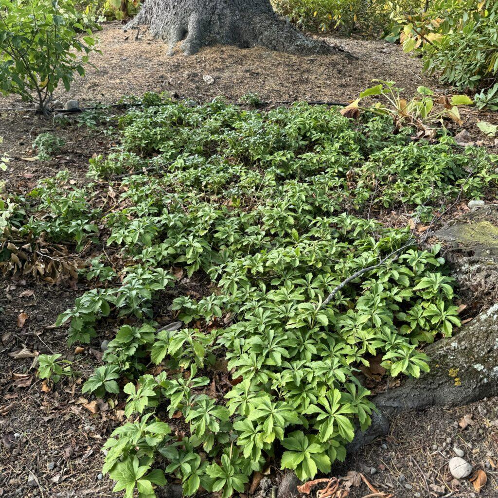 Pachysandra Terminalis 'green Sheen' - View 15 from www redcrocus com