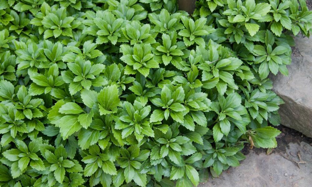 Pachysandra Terminalis 'green Sheen' - View 18 from www redcrocus com