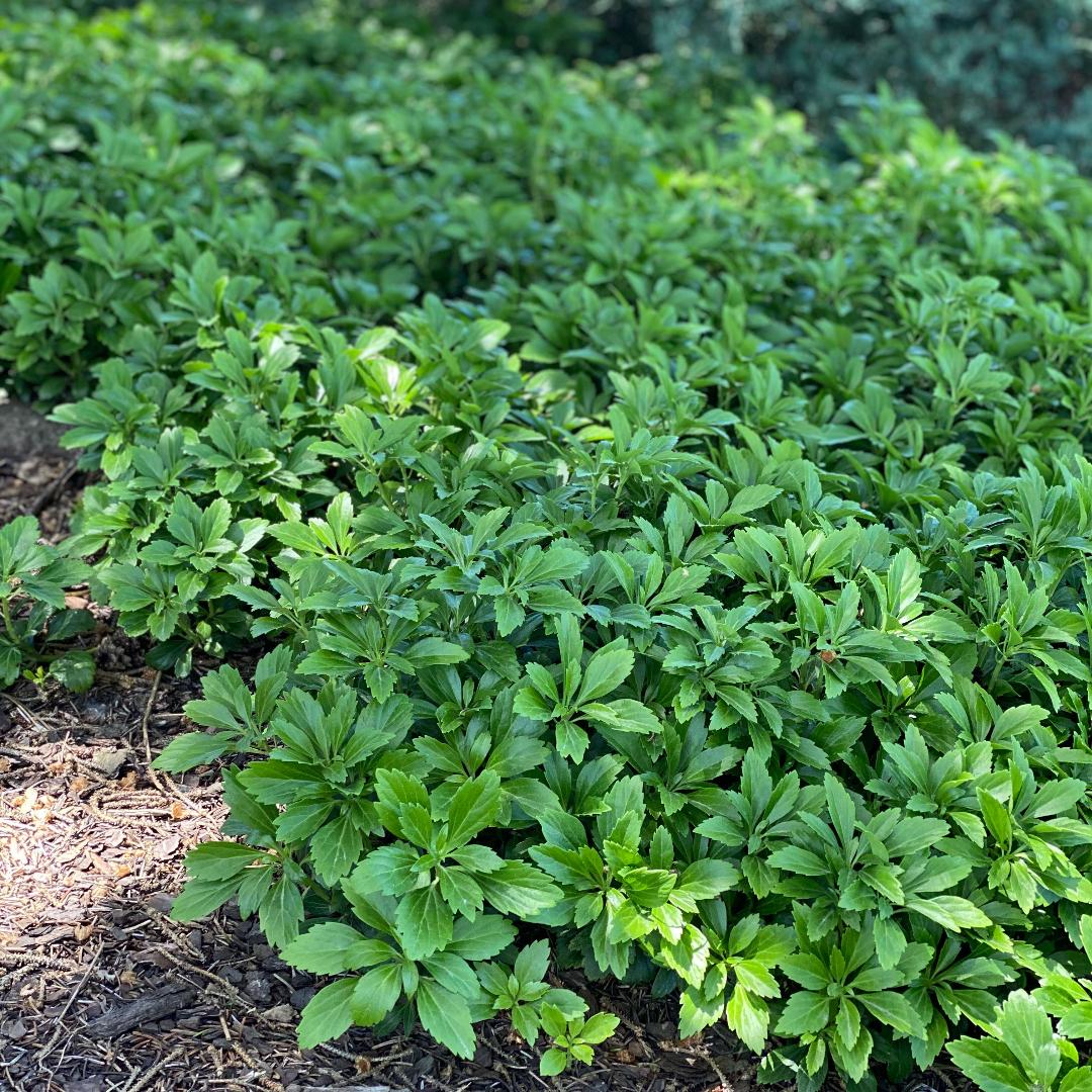 Pachysandra Terminalis 'green Sheen' - View 19 from www redcrocus com