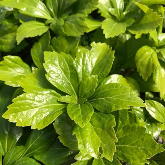 Pachysandra Terminalis 'green Sheen' - View 1 from www redcrocus com