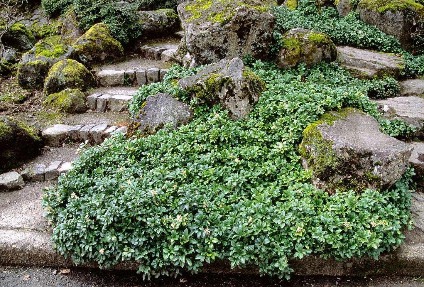 Pachysandra Terminalis 'green Sheen' - View 2 from www redcrocus com