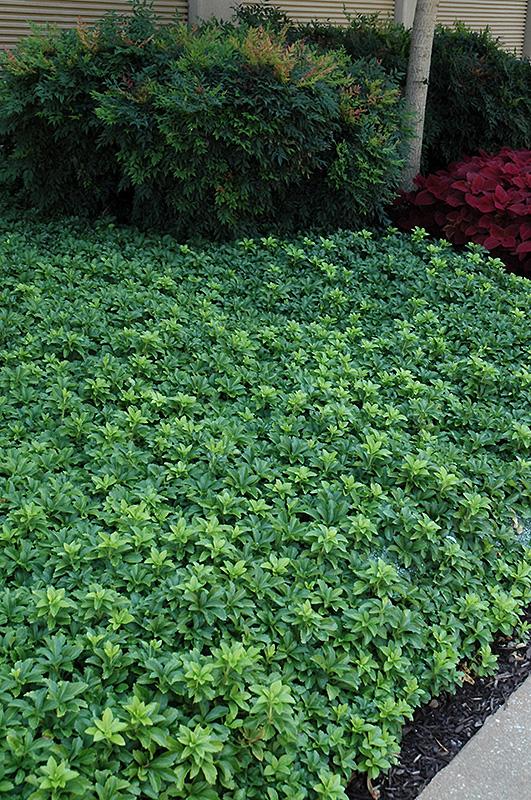 Pachysandra Terminalis 'green Sheen' - View 2 from www redcrocus com