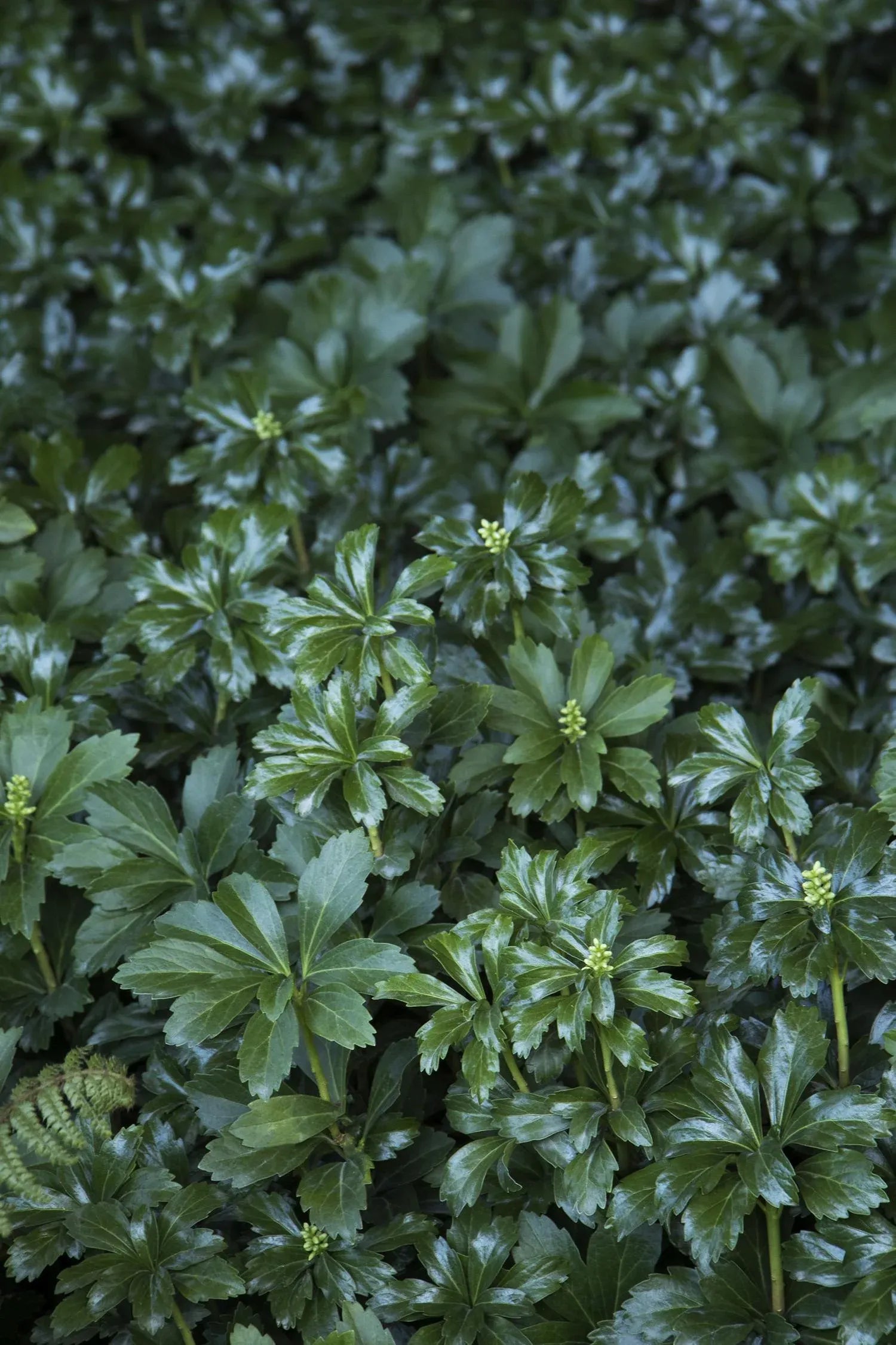 Pachysandra Terminalis 'green Sheen' - View 3 from www redcrocus com