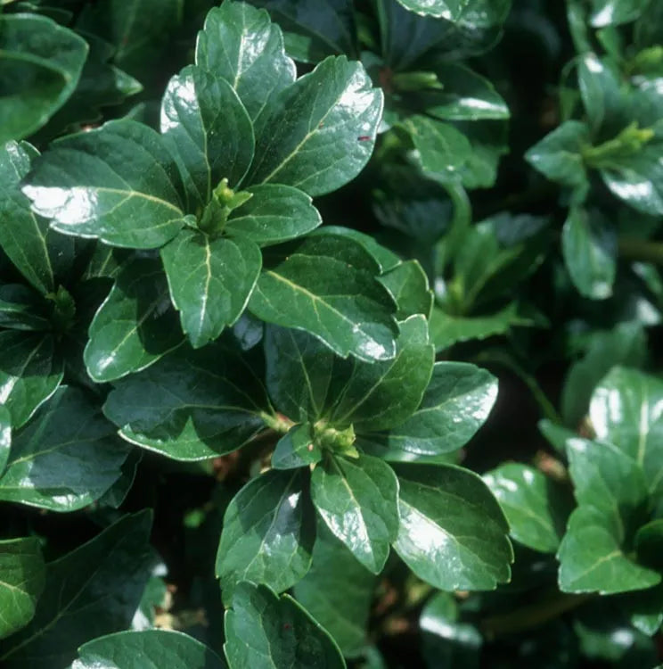Pachysandra Terminalis 'green Sheen' - View 4 from www redcrocus com