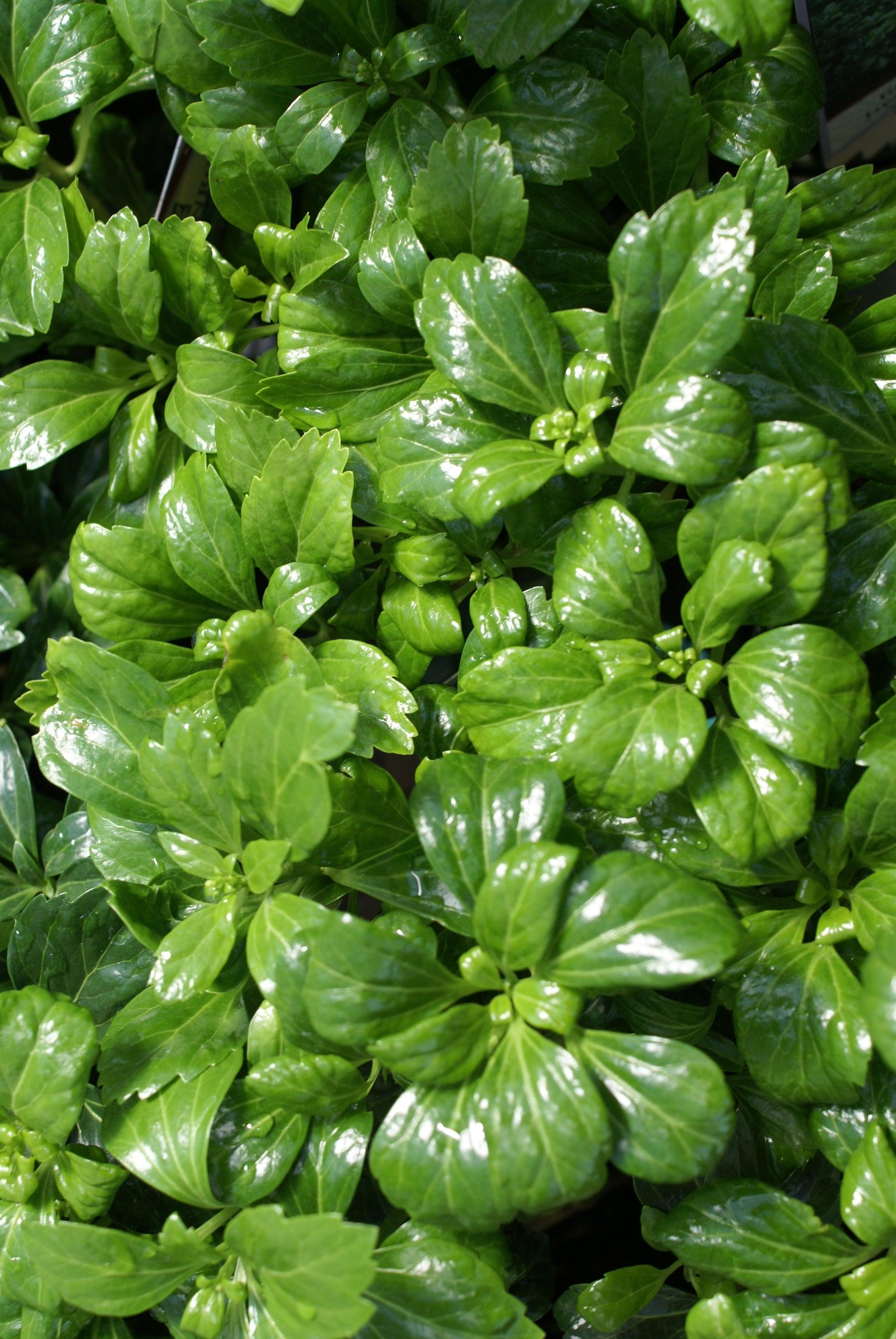 Pachysandra Terminalis 'green Sheen' - View 4 from www redcrocus com