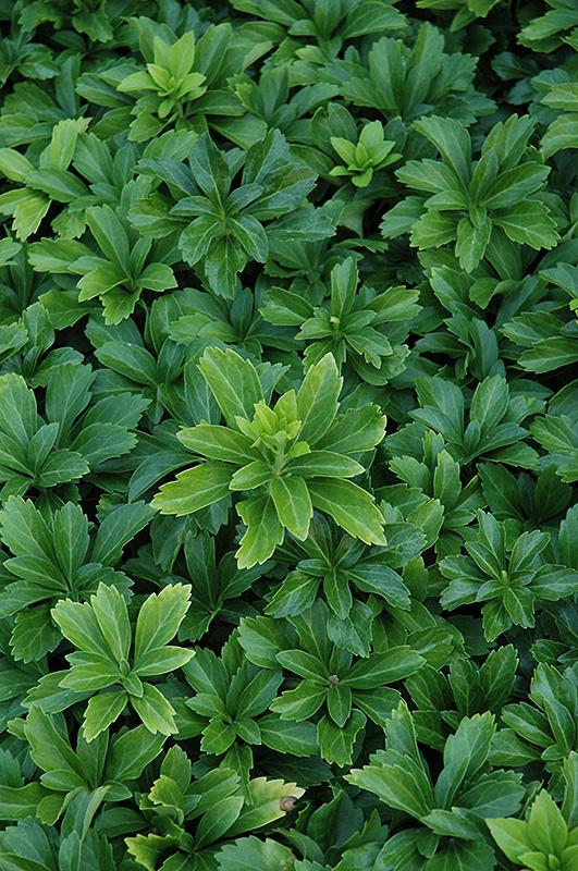 Pachysandra Terminalis 'green Sheen' - View 5 from www redcrocus com