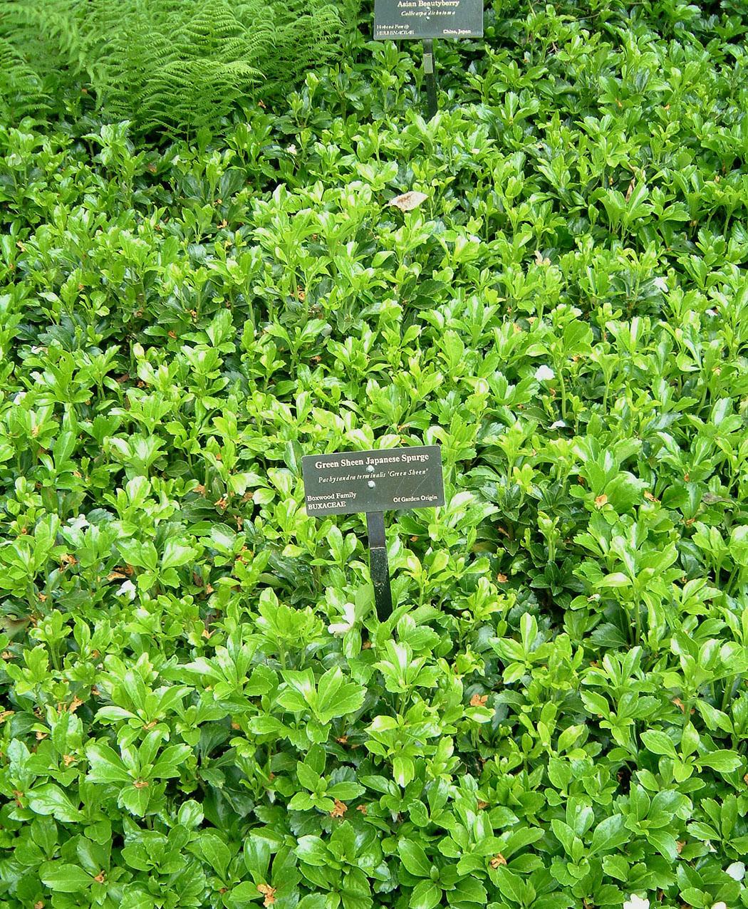 Pachysandra Terminalis 'green Sheen' - View 6 from www redcrocus com