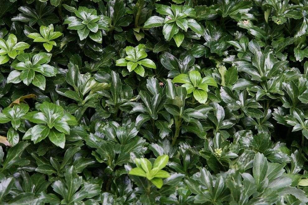 Pachysandra Terminalis 'green Sheen' - View 7 from www redcrocus com