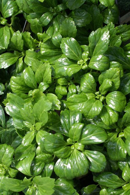 Pachysandra Terminalis 'green Sheen' - View 8 from www redcrocus com