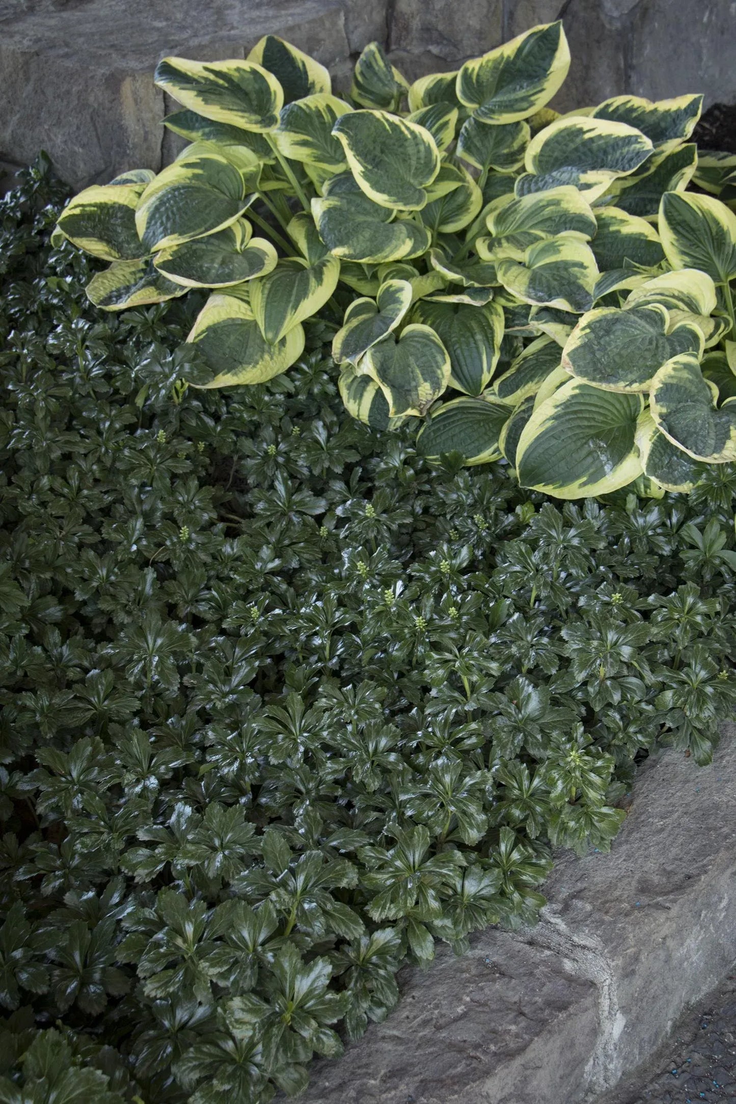 Pachysandra Terminalis 'green Sheen' - View 9 from www redcrocus com