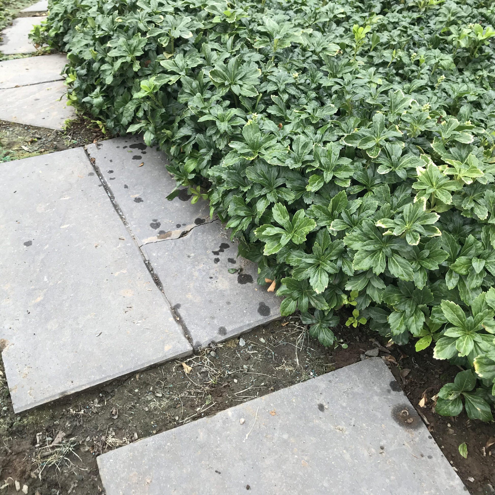 Pachysandra Terminalis 'green Sheen' - View 9 from www redcrocus com