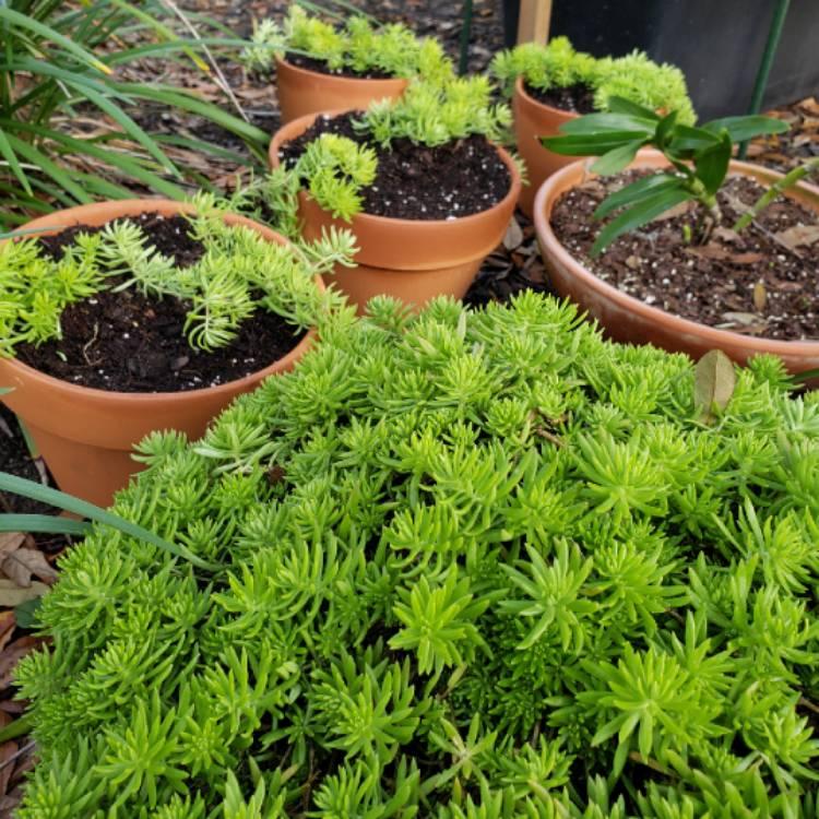 Sedum Mexicanum Lemon Ball - View 10 from www redcrocus com