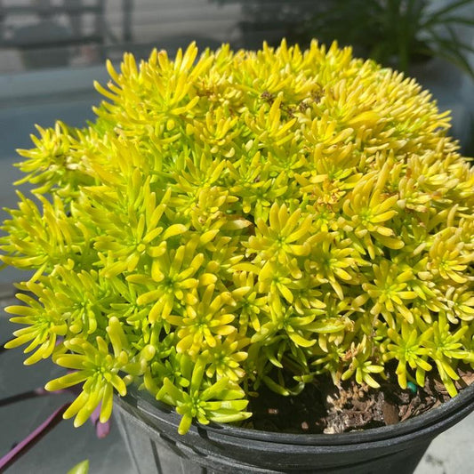 Sedum Mexicanum Lemon Ball - View 1 from www redcrocus com