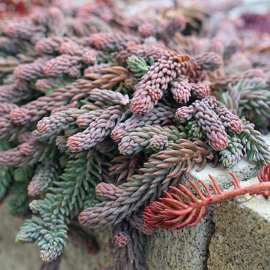 Sedum Reflexum 'blue Spruce' - View 11 from www redcrocus com