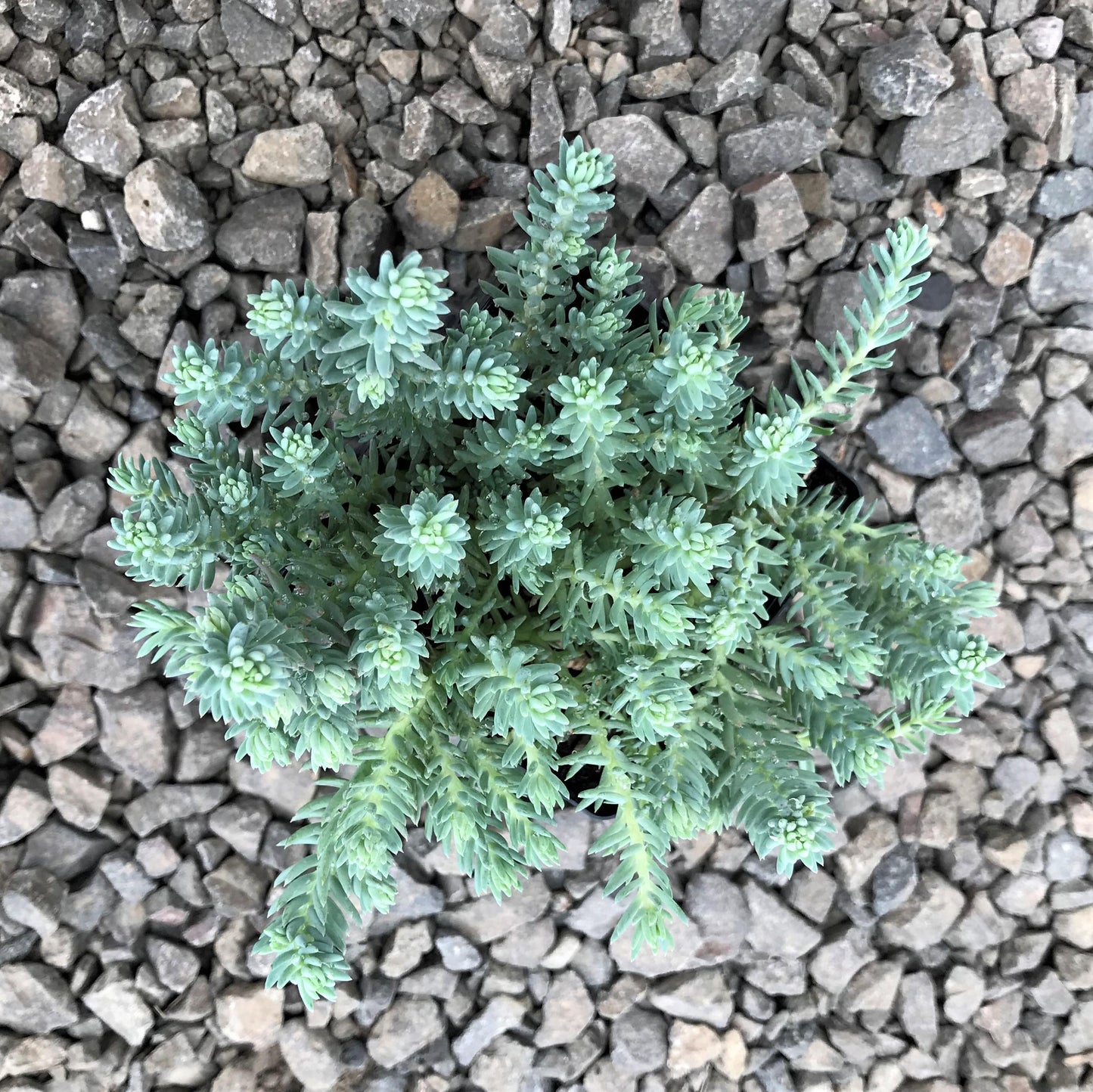 Sedum Reflexum 'blue Spruce' - View 12 from www redcrocus com