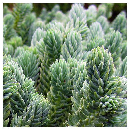 Sedum Reflexum 'blue Spruce' - View 13 from www redcrocus com