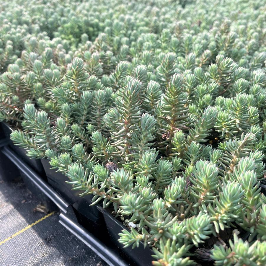 Sedum Reflexum 'blue Spruce' - View 14 from www redcrocus com