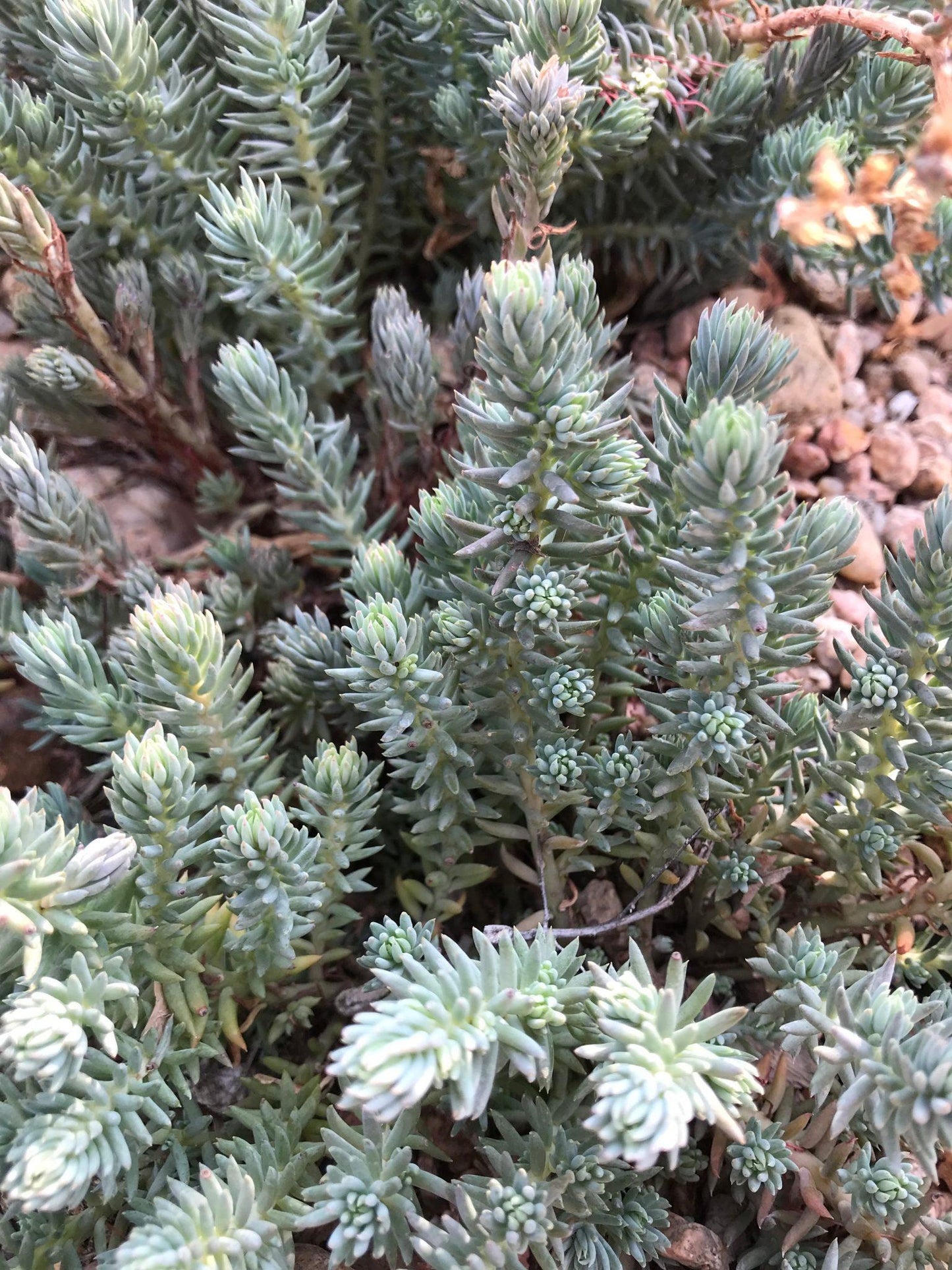 Sedum Reflexum 'blue Spruce' - View 15 from www redcrocus com