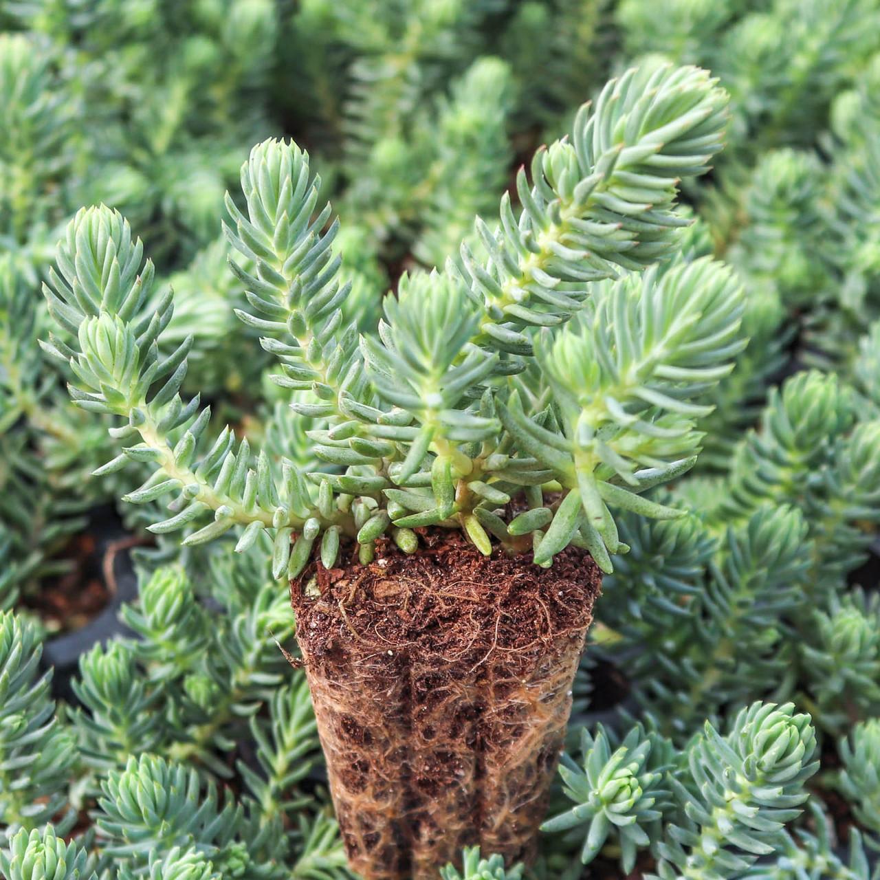 Sedum Reflexum 'blue Spruce' - View 16 from www redcrocus com