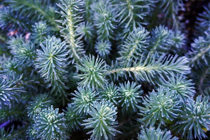 Sedum Reflexum 'blue Spruce' - View 17 from www redcrocus com