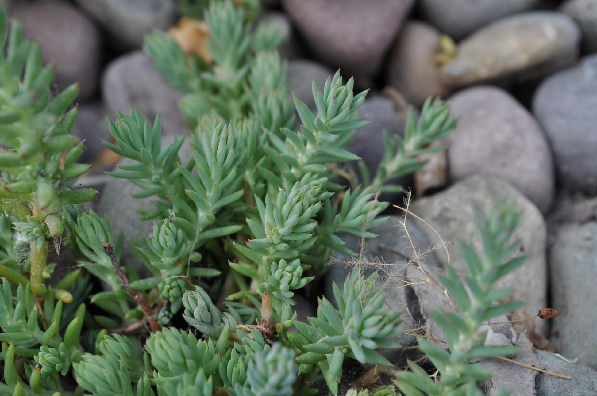 Sedum Reflexum 'blue Spruce' - View 19 from www redcrocus com