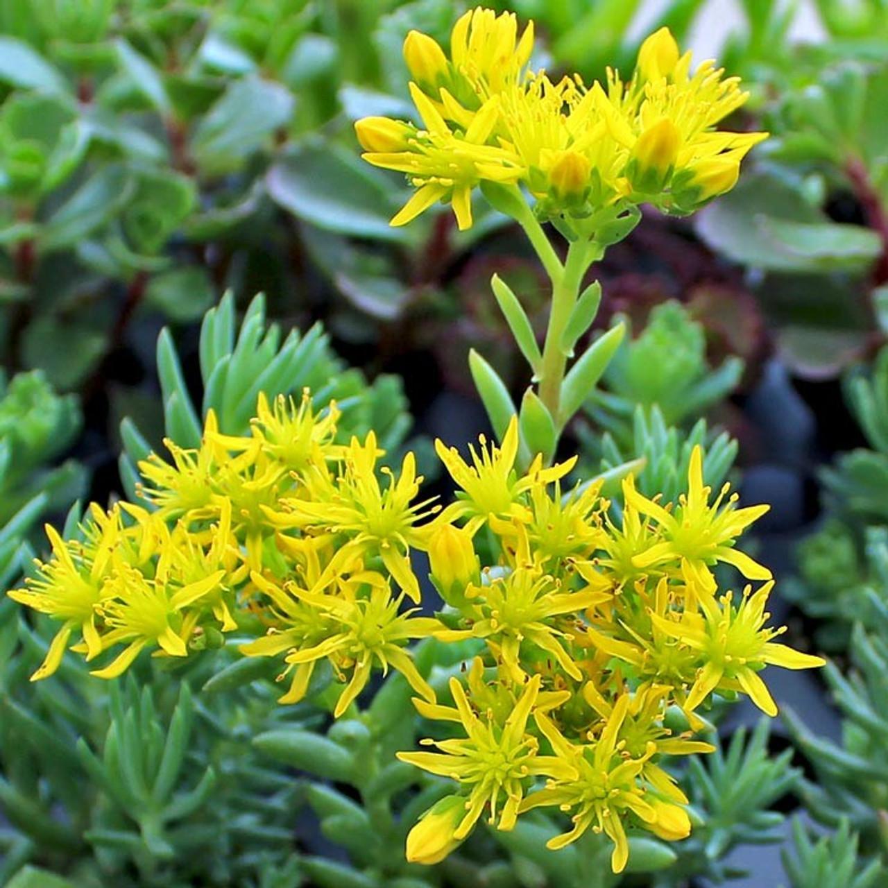Sedum Reflexum 'blue Spruce' - View 2 from www redcrocus com