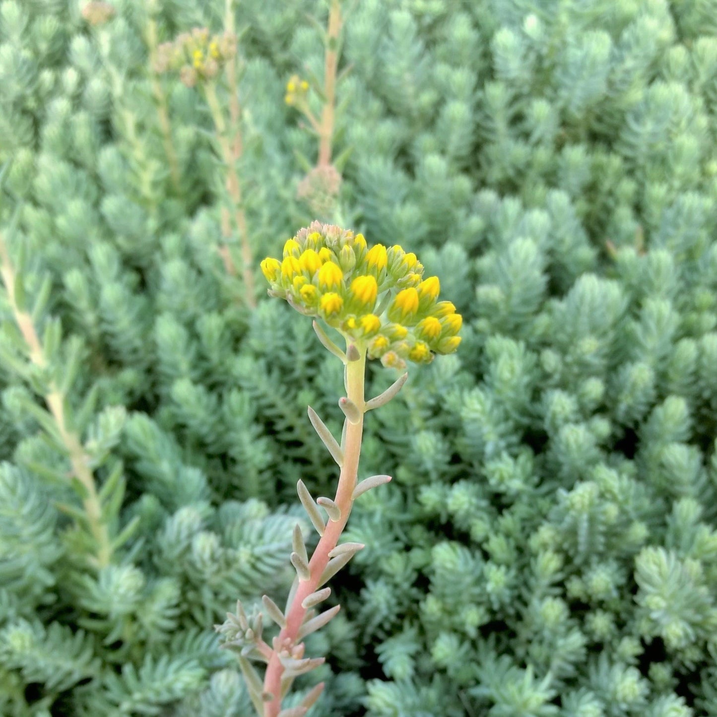 Sedum Reflexum 'blue Spruce' - View 3 from www redcrocus com