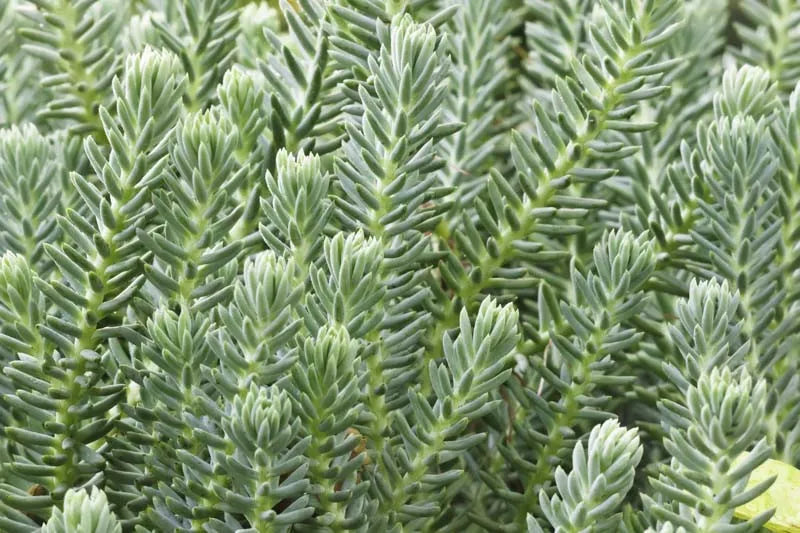 Sedum Reflexum 'blue Spruce' - View 4 from www redcrocus com