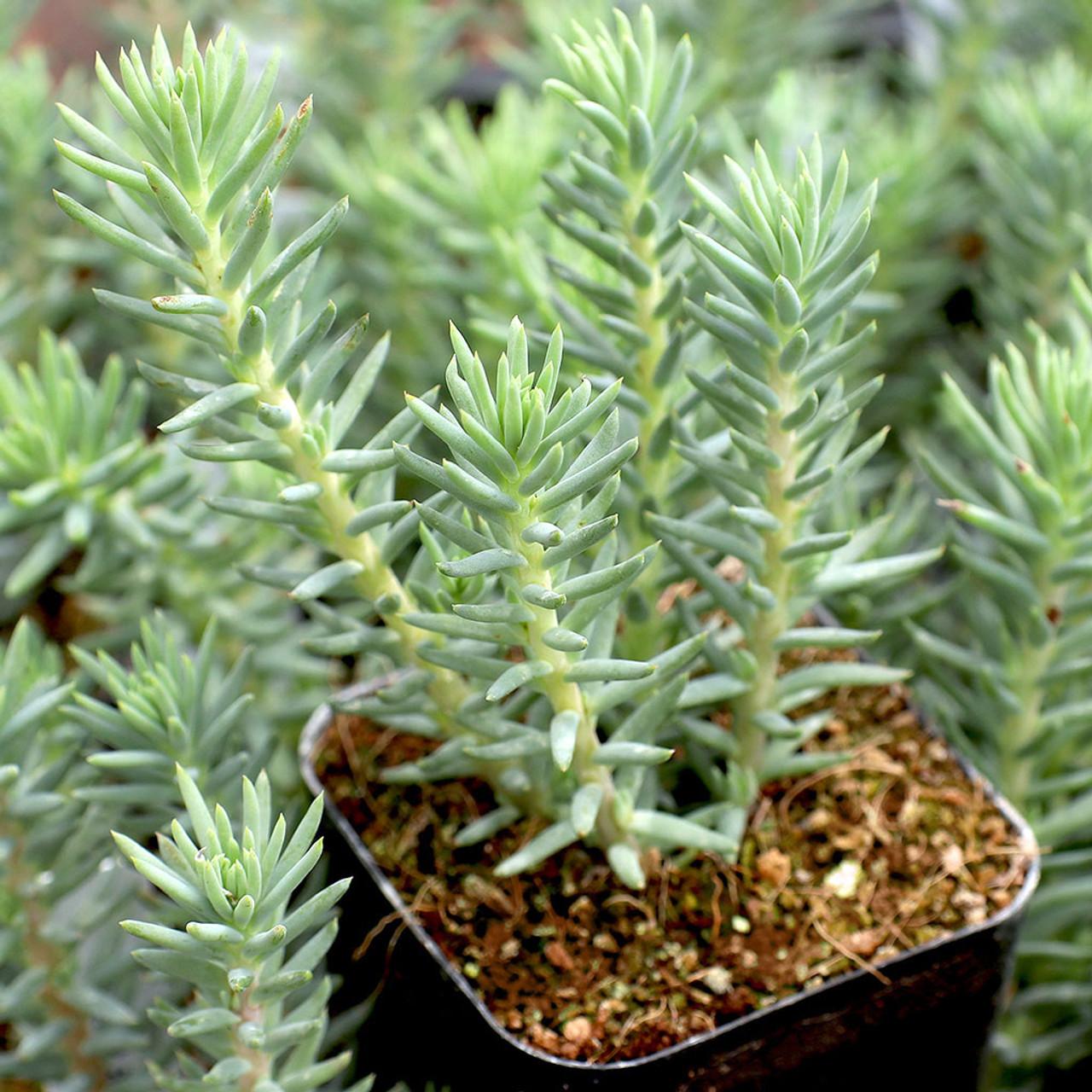 Sedum Reflexum 'blue Spruce' - View 5 from www redcrocus com