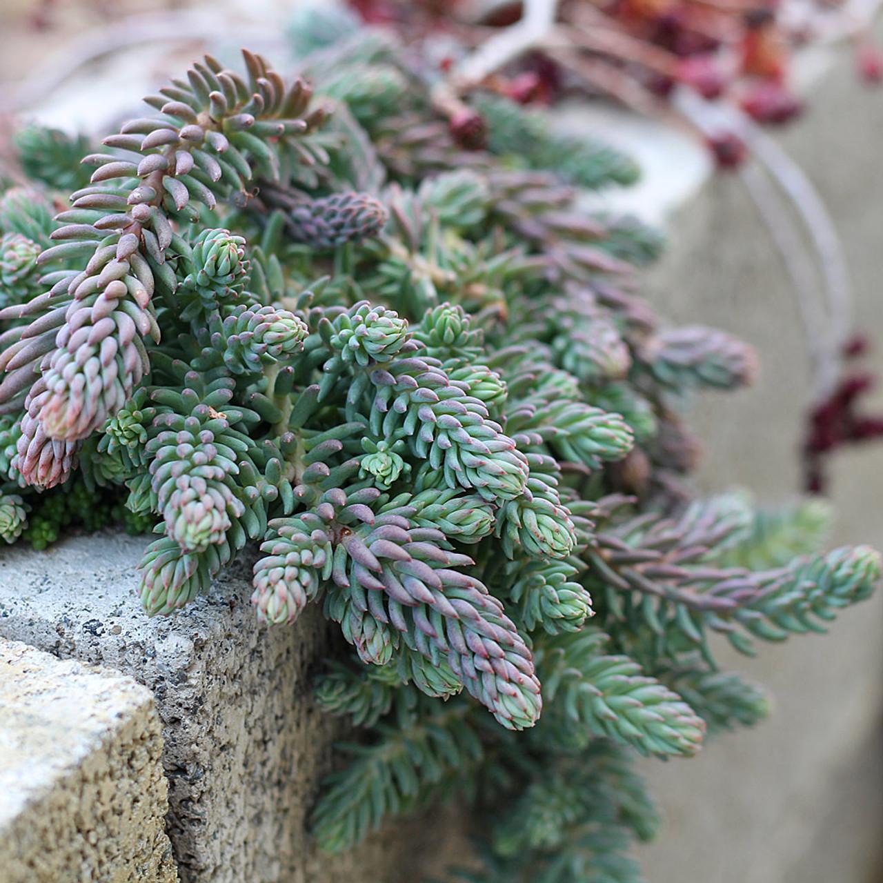 Sedum Reflexum 'blue Spruce' - View 6 from www redcrocus com