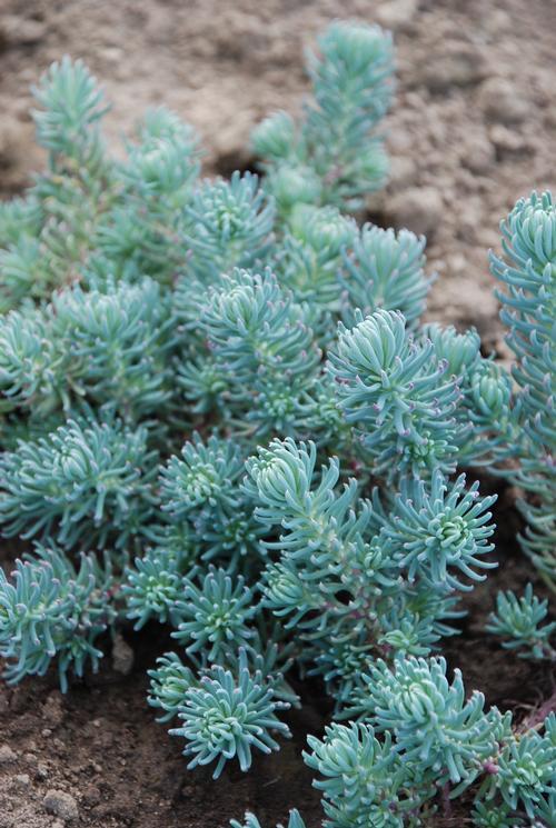 Sedum Reflexum 'blue Spruce' - View 7 from www redcrocus com