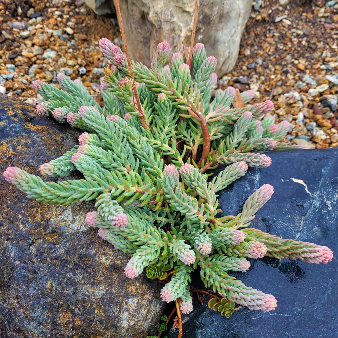 Sedum Reflexum 'blue Spruce' - View 8 from www redcrocus com