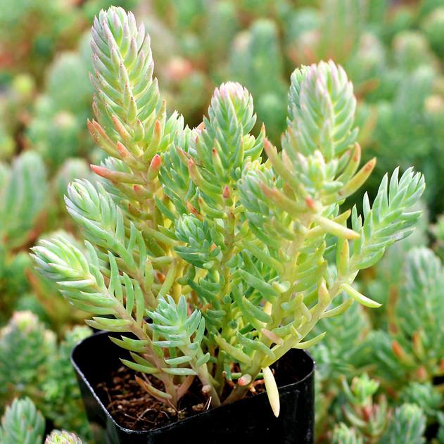 Sedum Reflexum 'blue Spruce' - View 9 from www redcrocus com