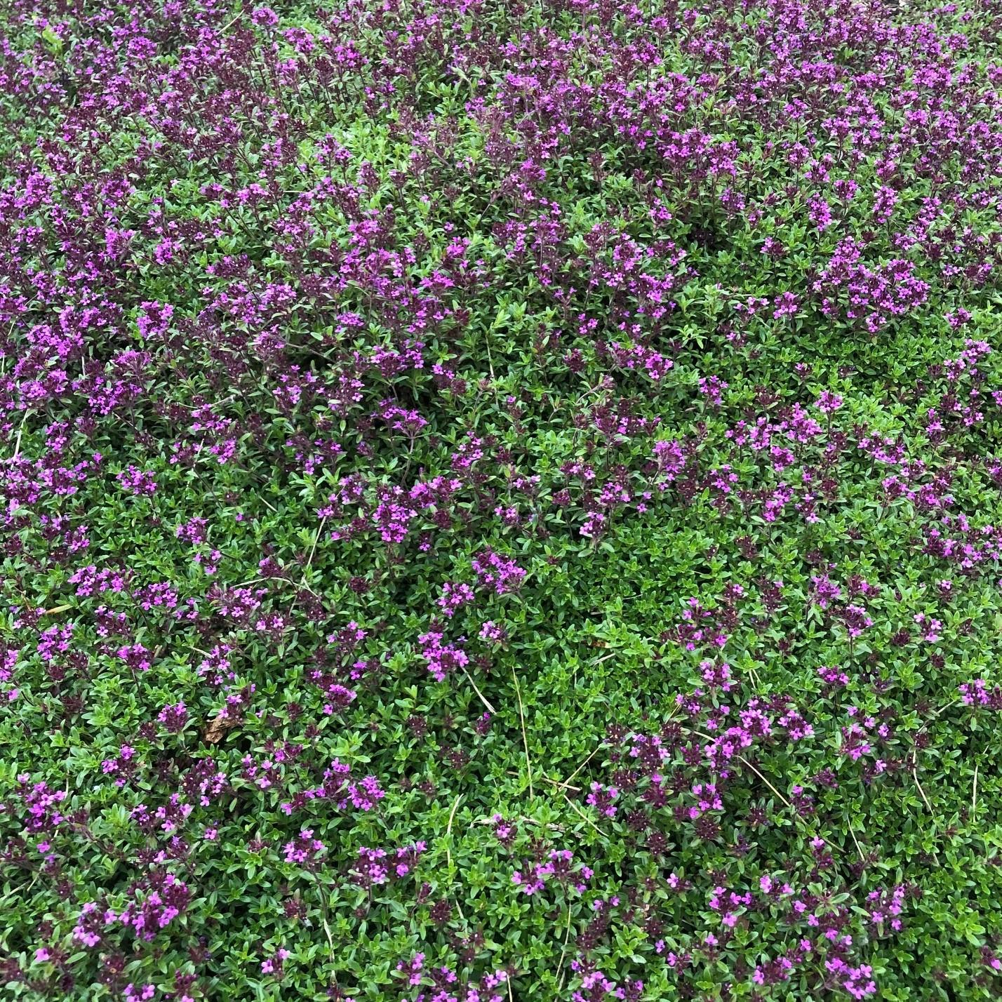 Thymus Praecox Coccineus - View 3 from www redcrocus com