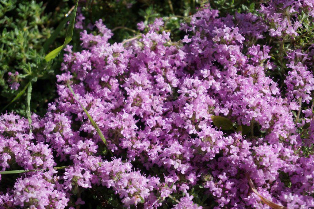 Thymus Serpyllum Pink Chintz - View 10 from www redcrocus com